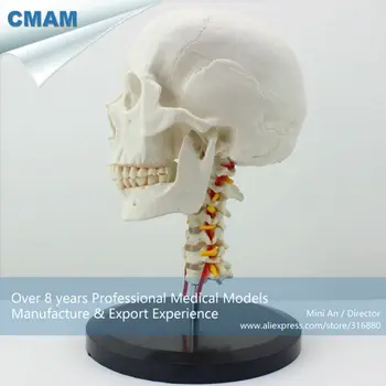 12332 CMAM-SKULL06 Anatomijos Kaukolė Su gimdos Kaklelio Stuburo Modelis