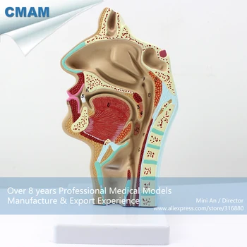 12511 CMAM-THROAT05 Žmogaus VALDŽIA Fiziologija Nosies Skerspjūvio Anatomijos Modelis Nosies Gerklės