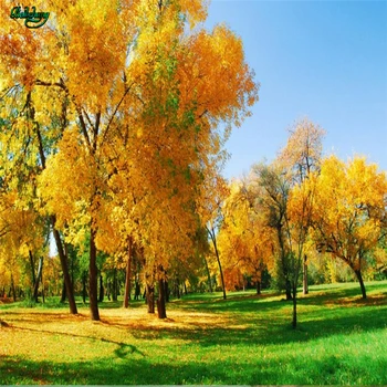 Beibehang Didelis užsakymą tapetai 3D HD kraštovaizdžio žolės geltonų klevo lapų fone, sienos, namo apdailos