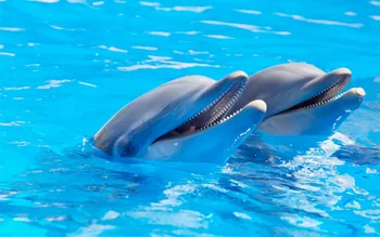Custom Užuolaidos 3D Užuolaidos Delfinų Mėlynas Bangas, Gražių Nuotraukų Namų Miegamojo Puošmena Užuolaidos, 3D Spausdinimas