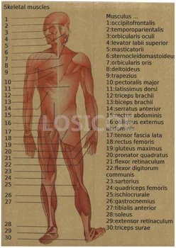 Derliaus Medicina Žmogaus anatomija Plakatai, Kraft Popierius, Tapybos Siena Lipdukas Spausdinimo Meno Ligoninės Klasėse Vidaus Apdaila, A2