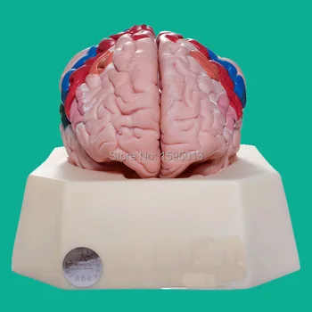 Funkcinių Zonų Smegenų Žievės modelis, Pasiskirstymo modelis smegenų žievės, smegenų žievės modelis