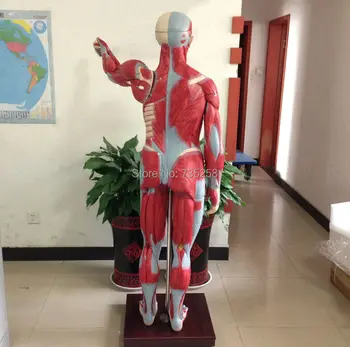 ISO 170cm Suaugusiųjų vidaus organų Anatomijos Modelis,Modelis, Žmogaus kūno Anatomijos, Raumenys ir vidaus organai