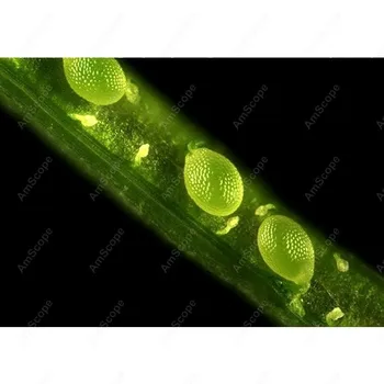 Kultūros Invertuotas Fluorescencinis Mikroskopas-AmScope Prekių 40x-1000x Planą Fazių Kontrasto Kultūros Invertuotas Fluorescencinis Mikroskopas