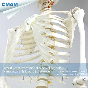 12361-1 CMAM-SKELETON01-1 Lankstus Skeletas Gyvybės dydis 170cm Medicinos Anatomijos Skeletas Modeliai