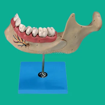 Apatinio Žandikaulio suaugusiųjų, Dentition modelis, dantys, dantų modelis