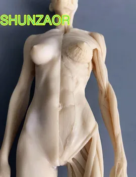 Dantų lab ps4 Stomatologas 30cm PU žmogaus skeleto anatomijos modelis Kaukolė Galvos, Raumenų, Kaulų Medicinos Menininkas Piešimo traumos pardavimui