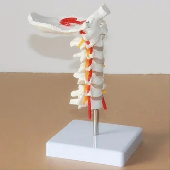 Gyvenimo dydžio Žmogaus Anatomijos Modelis Kaklo Slankstelio Modelis gimdos Kaklelio Stuburo, Kaklo Arterijų Pakaušio Kaulas Diskų ir Nervų Modelis