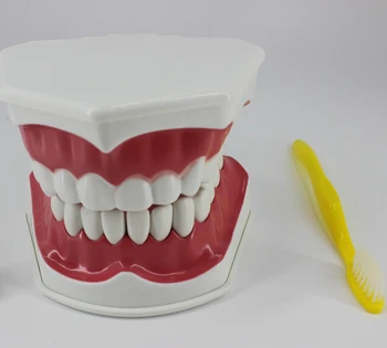 Odontologinės medžiagos ir reikmenys, odontologijos mokymo modelį įranga Children 's Burnos ertmės mokymo