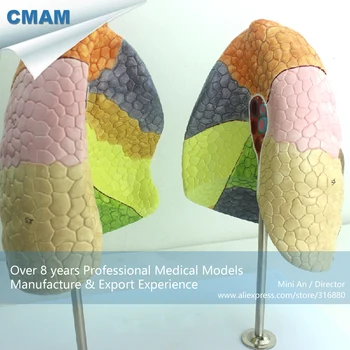 12500 CMAM-LUNG03 Gyvenimo Dydis Segmental Anatomija Žmogaus Plaučių Švietimo Modelį