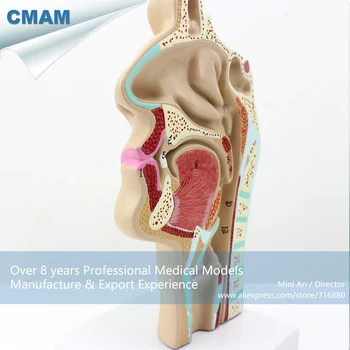 12511 CMAM-THROAT05 Žmogaus VALDŽIA Fiziologija Nosies Skerspjūvio Anatomijos Modelis Nosies Gerklės
