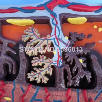 Išsiplėtusios Modelis Placenta, Placental Audinių Modelis su Virkštelės 3D Anatomijos Mokymo Modelį