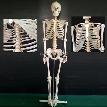 KARŠTO natūralaus Dydžio Skeleto Modelį, 180cm Aukščio, žmogaus skeleto modelis
