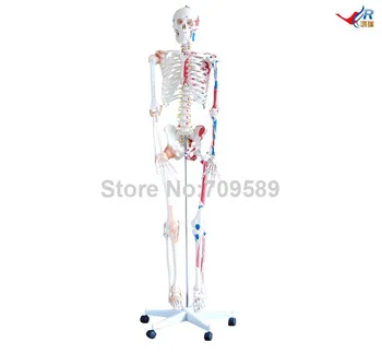 Skeletas su Raumenų ir Raiščių, 180cm Aukščio, Žmogaus Skeletas