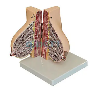 Žmogaus Moteriškas Laktacijos Anatomija Krūties Modelis Anatomijos Mokymo Ginekologija