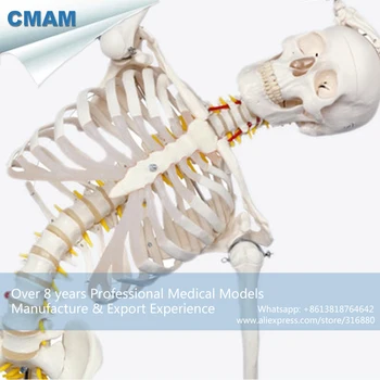 12361-1 CMAM-SKELETON01-1 Lankstus Skeletas Gyvybės dydis 170cm Medicinos Anatomijos Skeletas Modeliai
