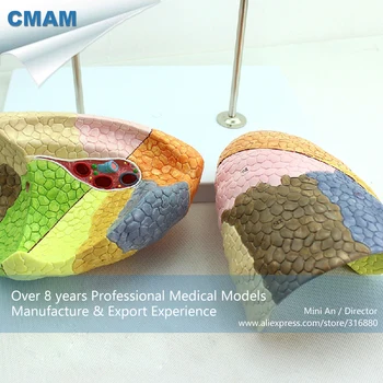 12500 CMAM-LUNG03 Gyvenimo Dydis Segmental Anatomija Žmogaus Plaučių Švietimo Modelį