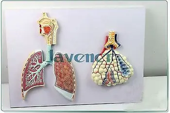 Žmogaus Anatomijos Žmogaus Kvėpavimo Sistemos Anatomija Medicininis Modelis, Plaučių