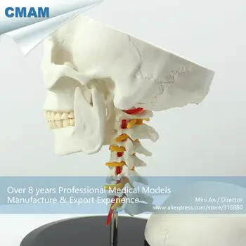 12332 CMAM-SKULL06 Anatomijos Kaukolė Su gimdos Kaklelio Stuburo Modelis