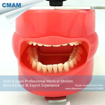 12560 CMAM-DENTAL02-1 Lengvai Atraminiai Dantų Phantom Galvos Dentisty Colloge, Dantų Simuliatorius Vieneto Mokymo Vadovas