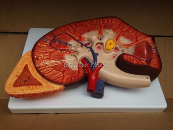 Inkstų ir Antinksčių Liaukos Anatomija Modelis