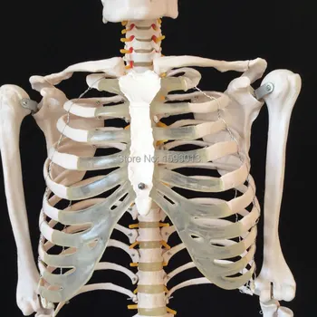 KARŠTO natūralaus Dydžio Skeleto Modelį, 180cm Aukščio, žmogaus skeleto modelis