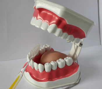 Odontologinės medžiagos ir reikmenys, odontologijos mokymo modelį įranga Children 's Burnos ertmės mokymo