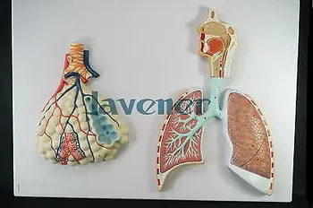 Žmogaus Anatomijos Žmogaus Kvėpavimo Sistemos Anatomija Medicininis Modelis, Plaučių